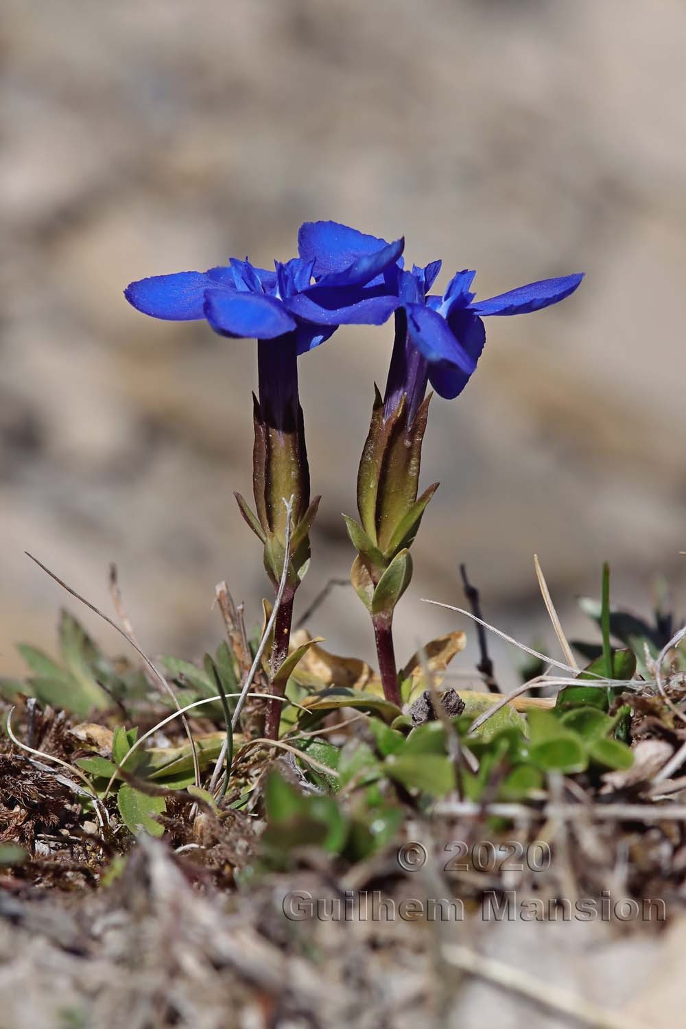 Gentiana verna