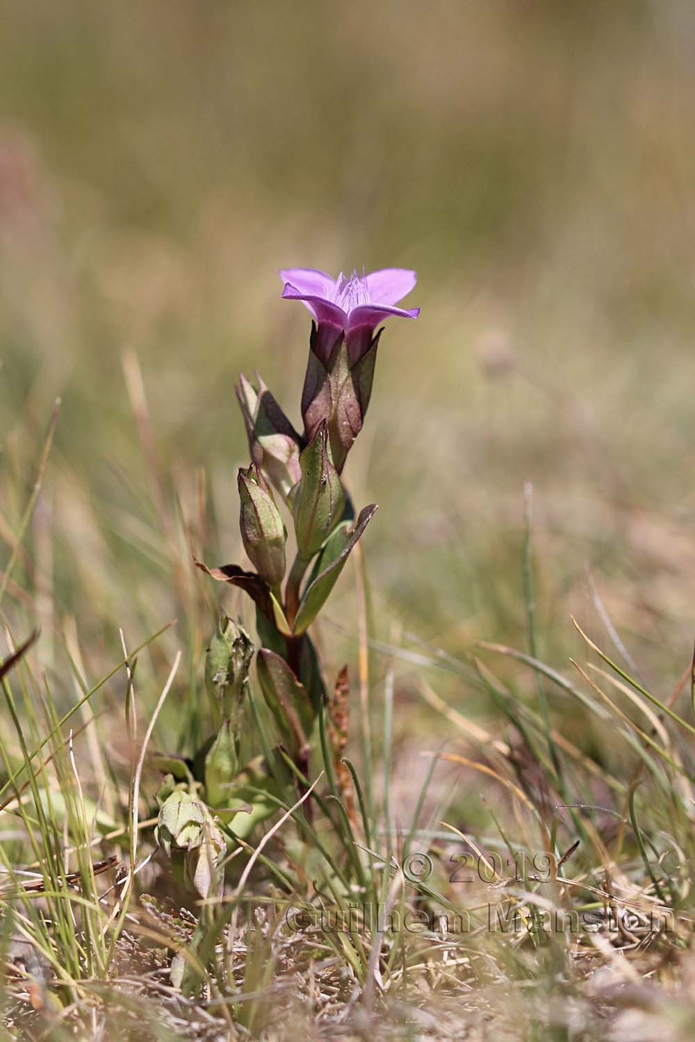 Gentianella campestris