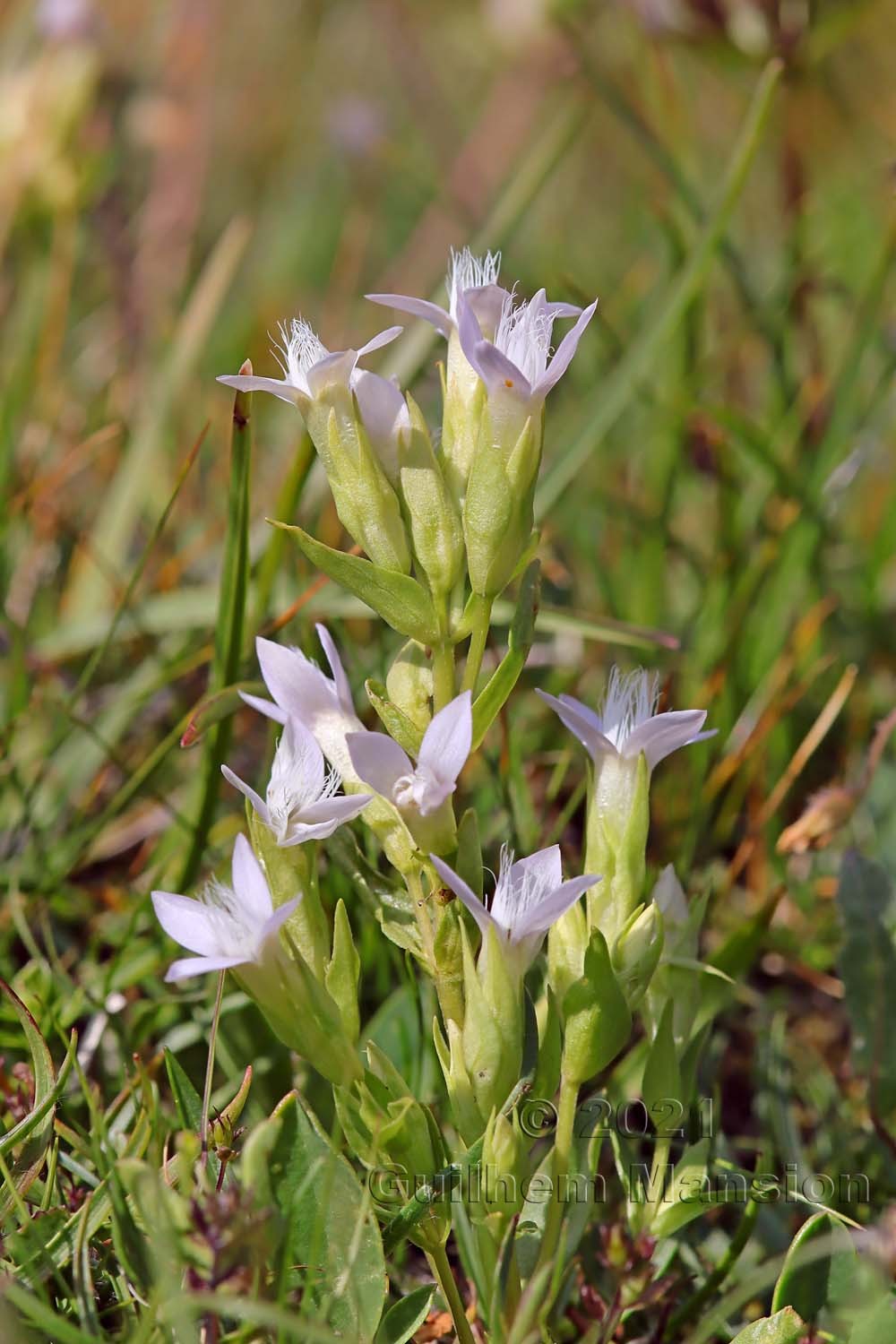 Gentianella campestris