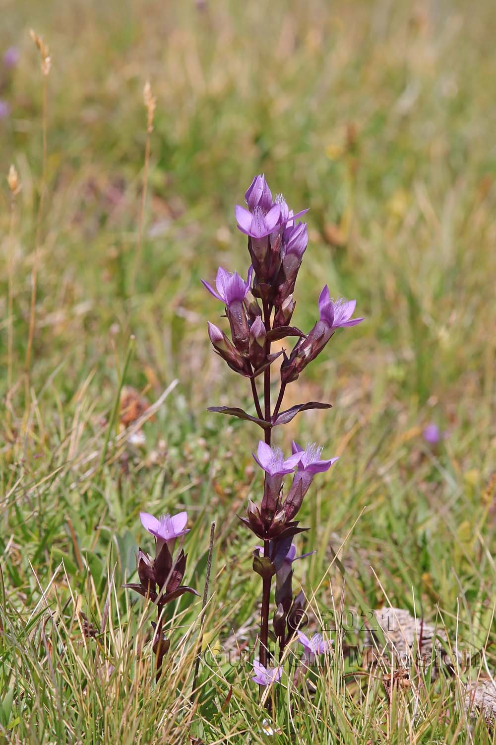 Gentianella campestris