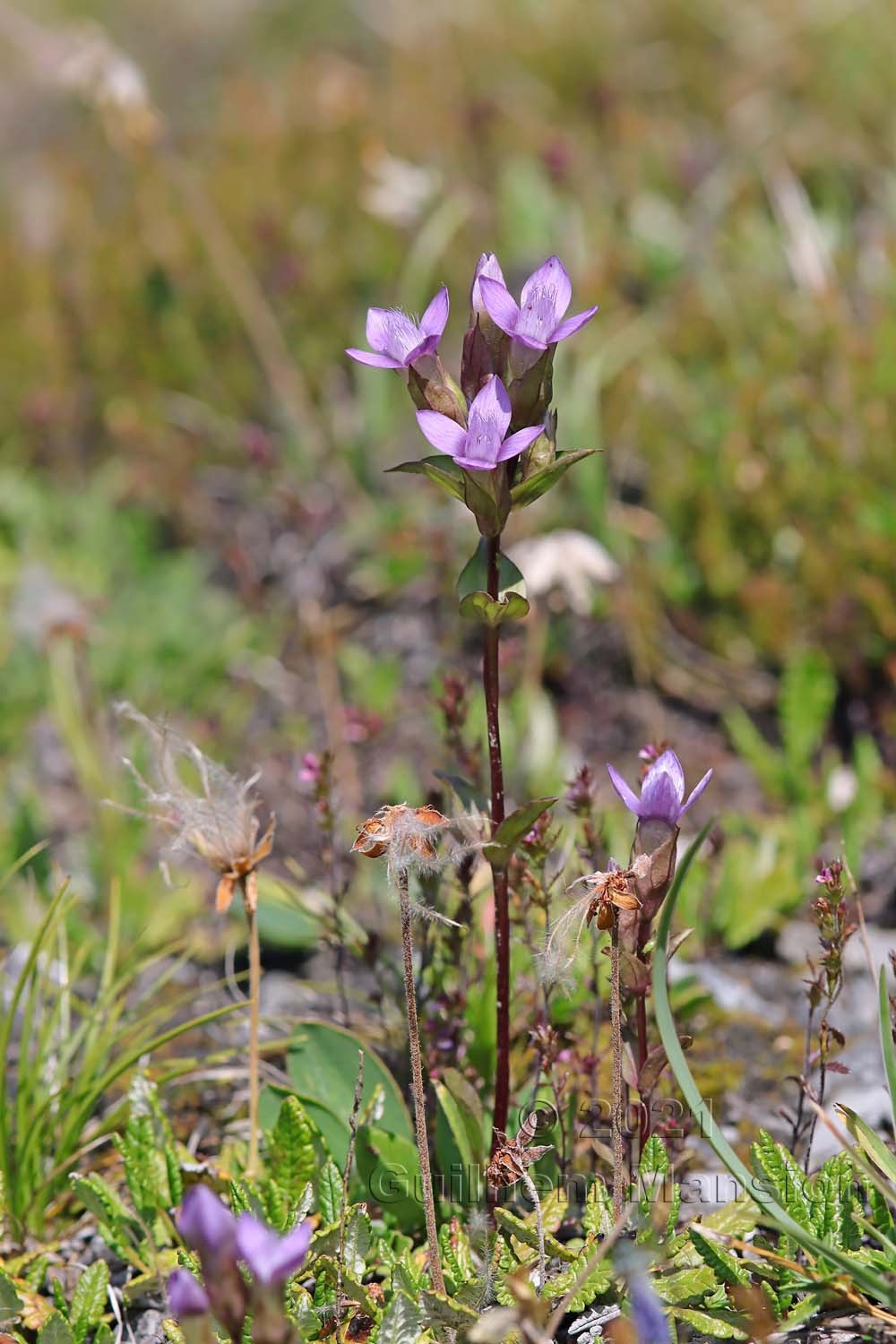 Gentianella campestris