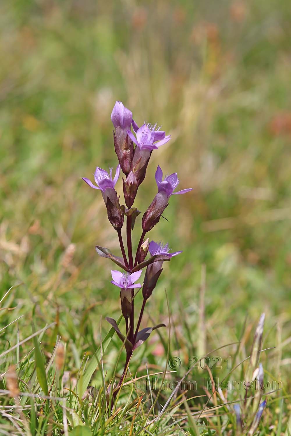 Gentianella campestris