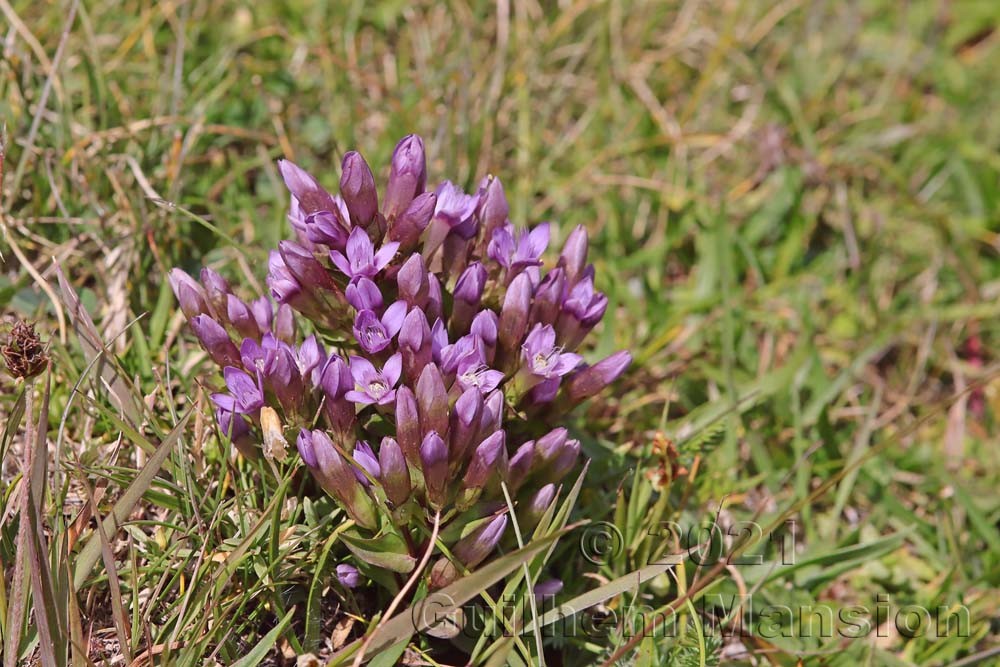 Gentianella campestris