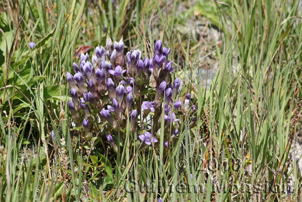 Gentianella campestris