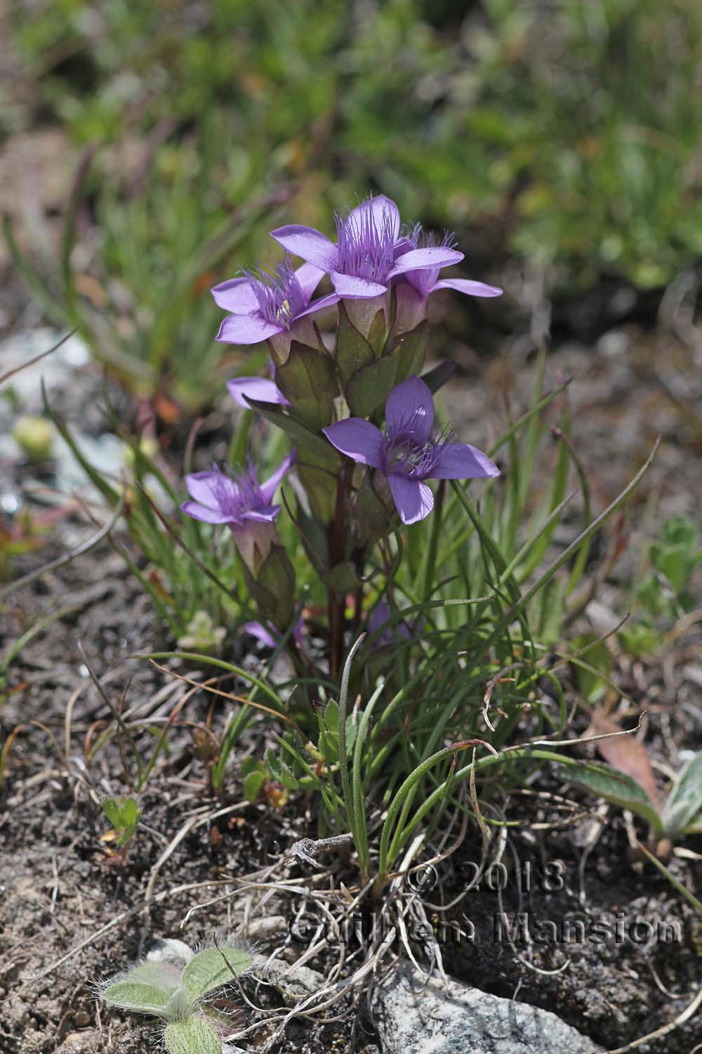 Gentianella campestris