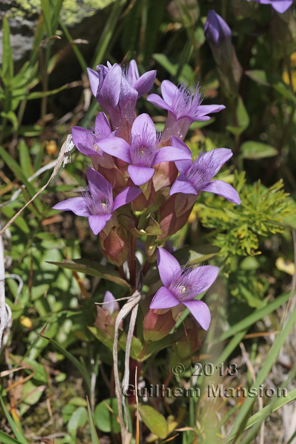 Gentianella campestris