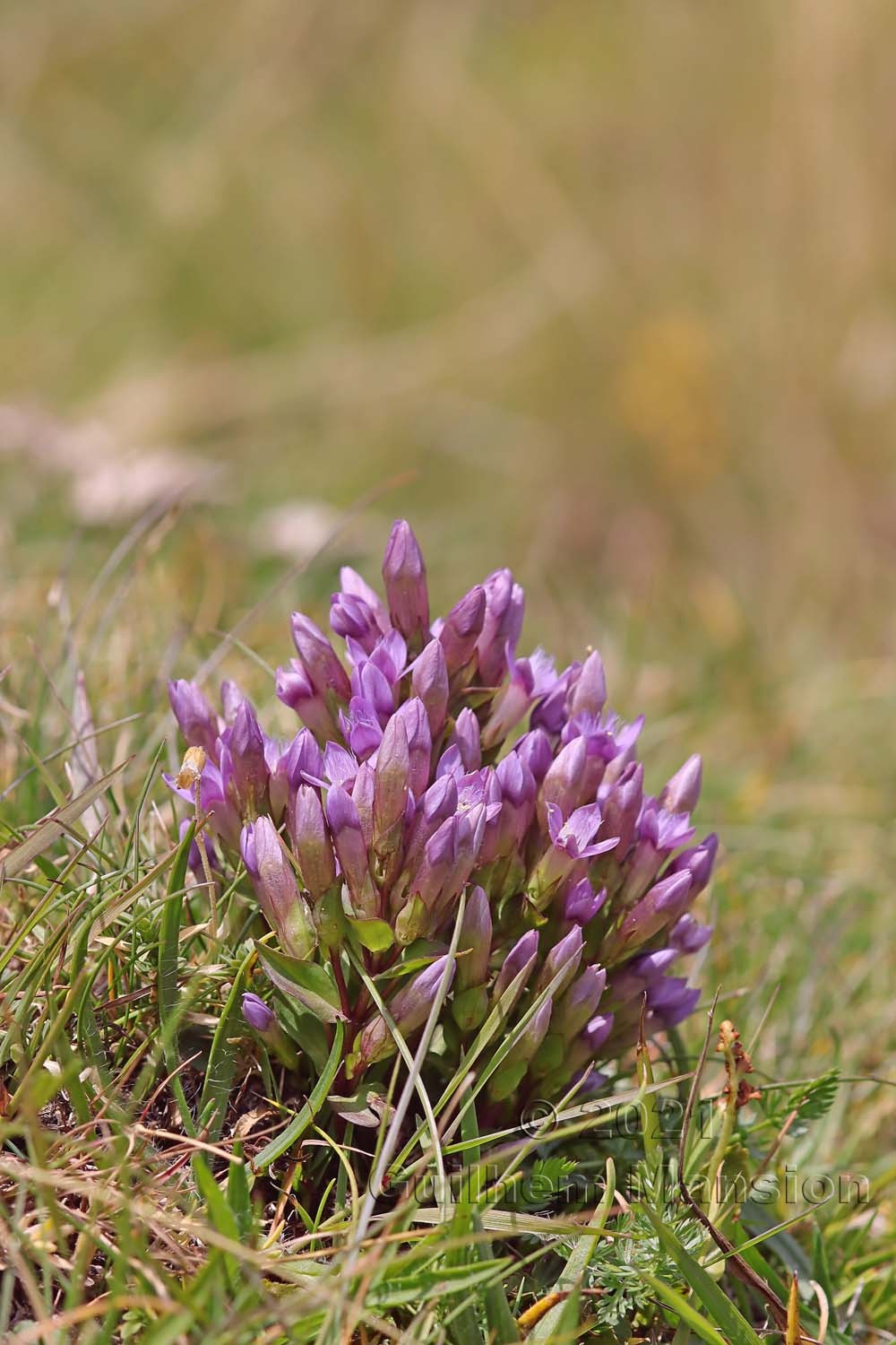 Gentianella campestris