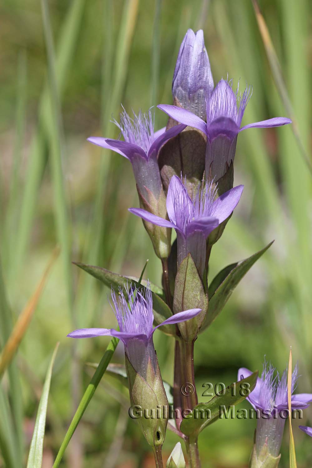 Gentianella campestris