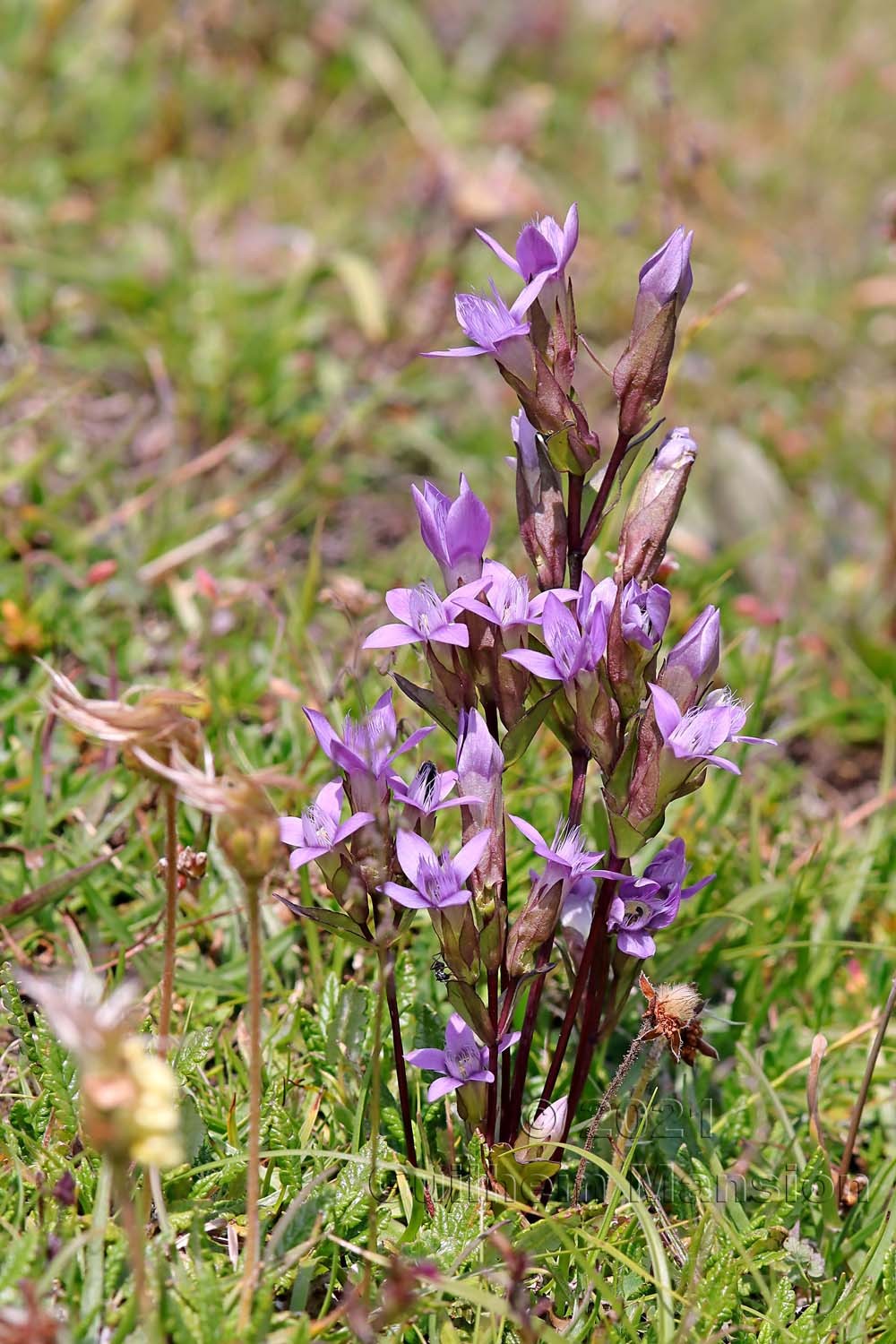 Gentianella campestris