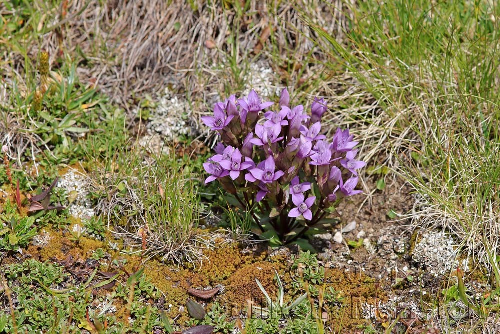 Gentianella campestris