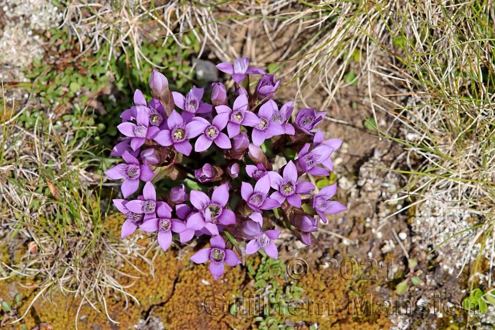 Gentianella campestris