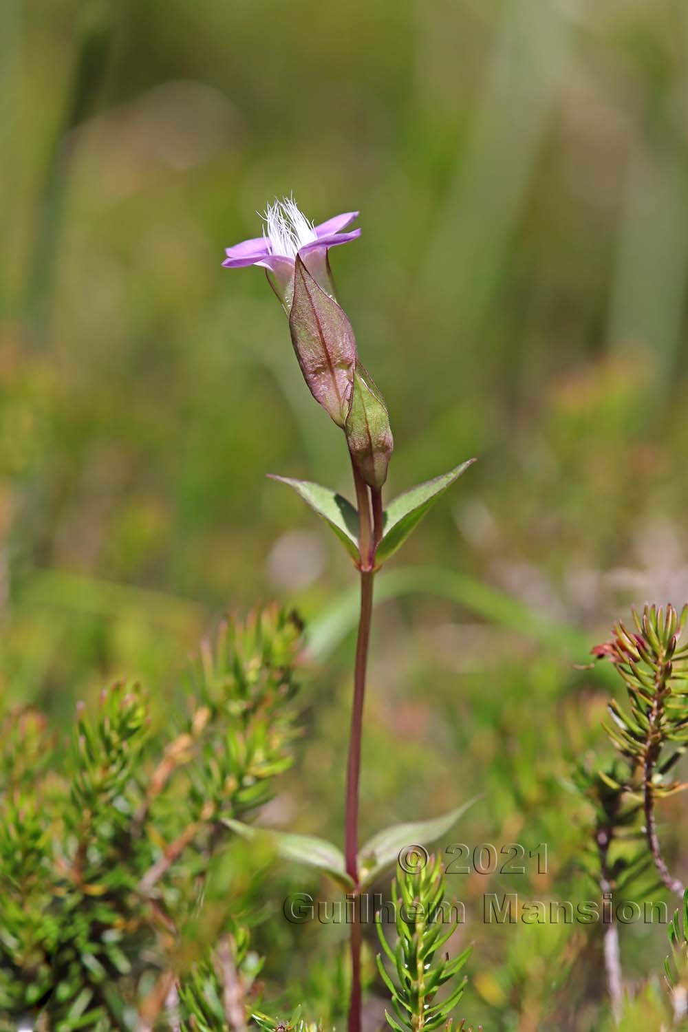 Gentianella campestris