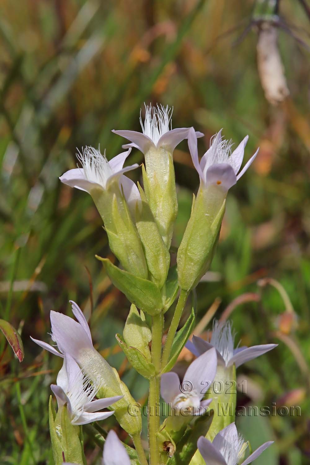 Gentianella campestris