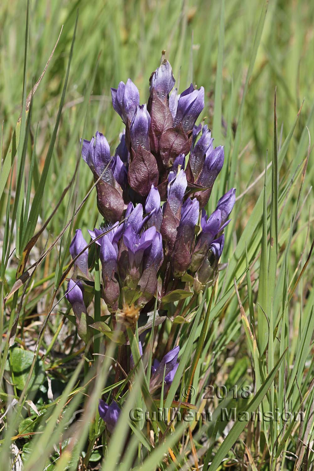 Gentianella campestris