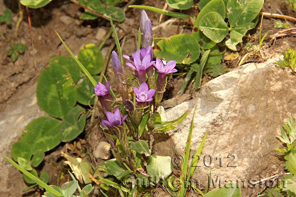 Gentianella caucasica