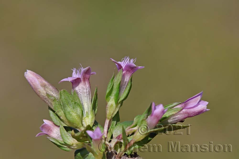 Gentianella engadinensis