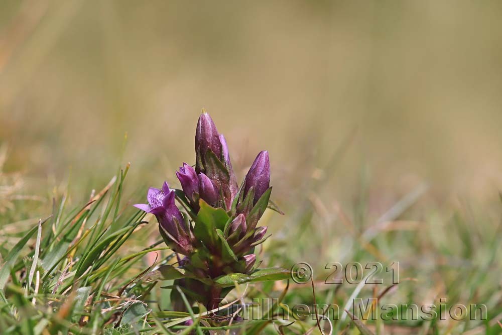 Gentianella engadinensis