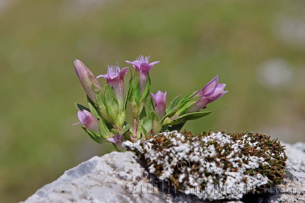 Gentianella engadinensis