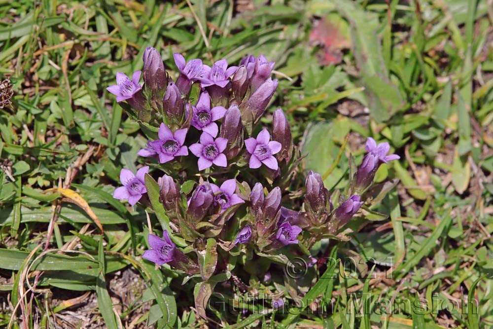 Gentianella engadinensis