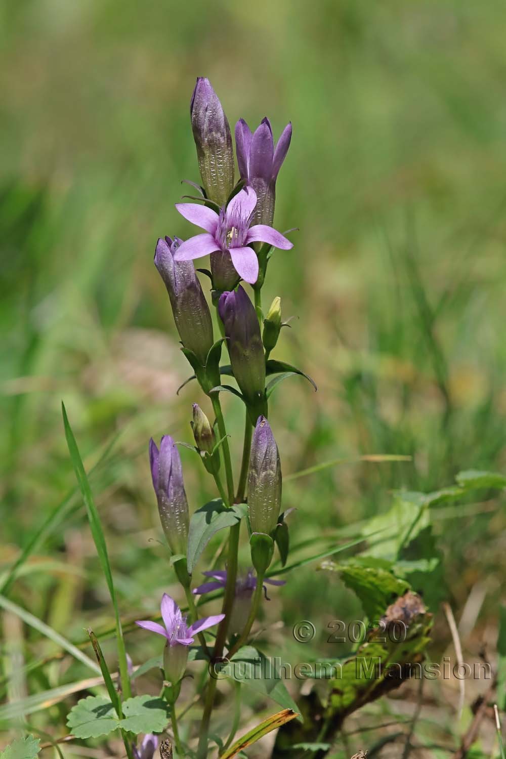 Gentianella germanica