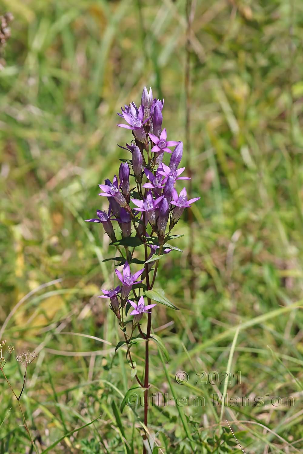 Gentianella germanica