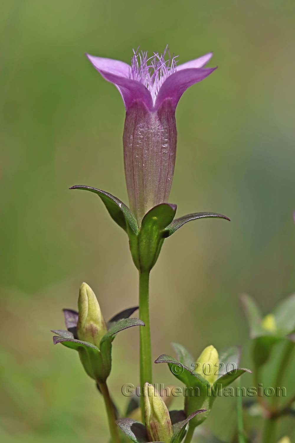 Gentianella germanica