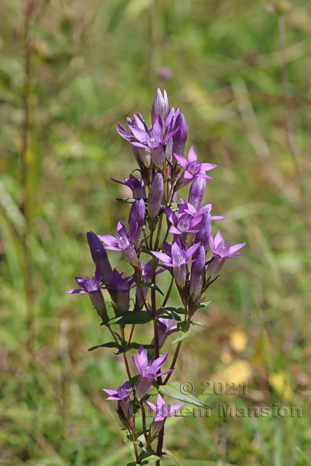 Gentianella germanica