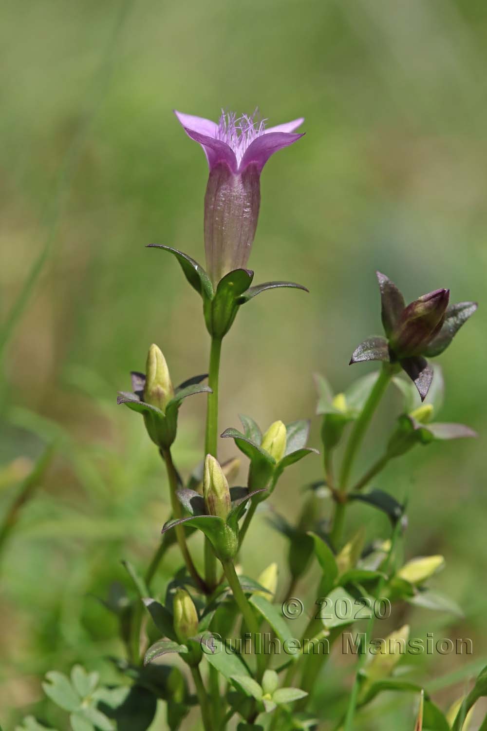 Gentianella germanica