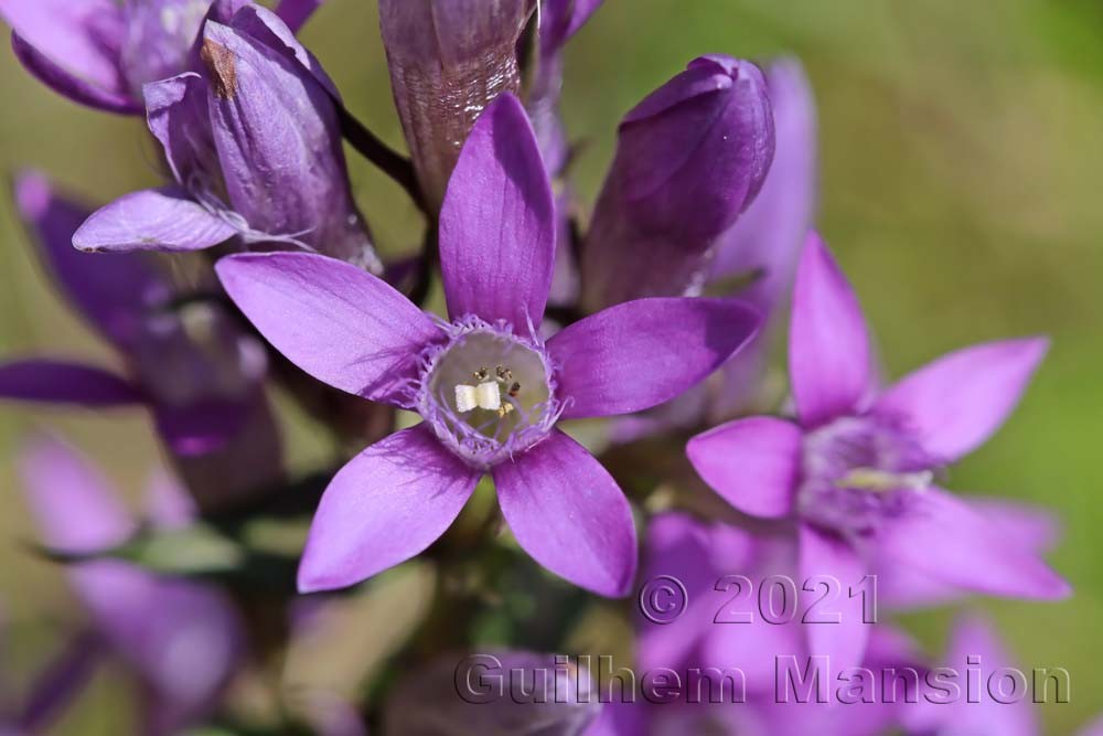 Gentianella germanica