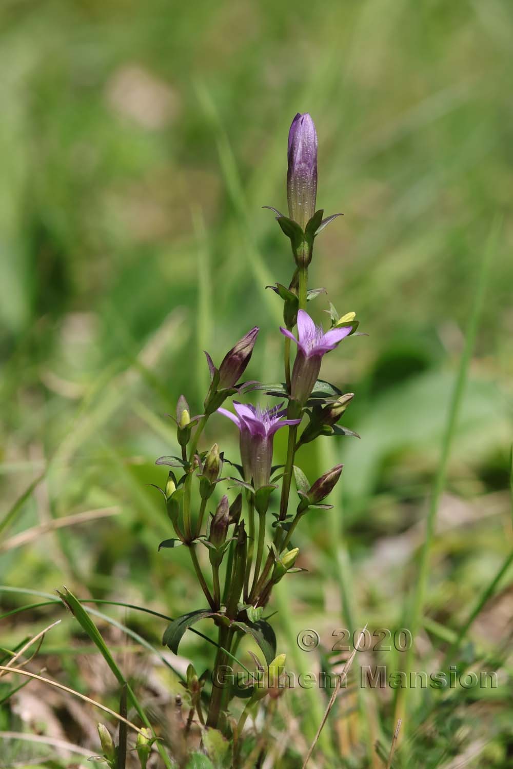 Gentianella germanica