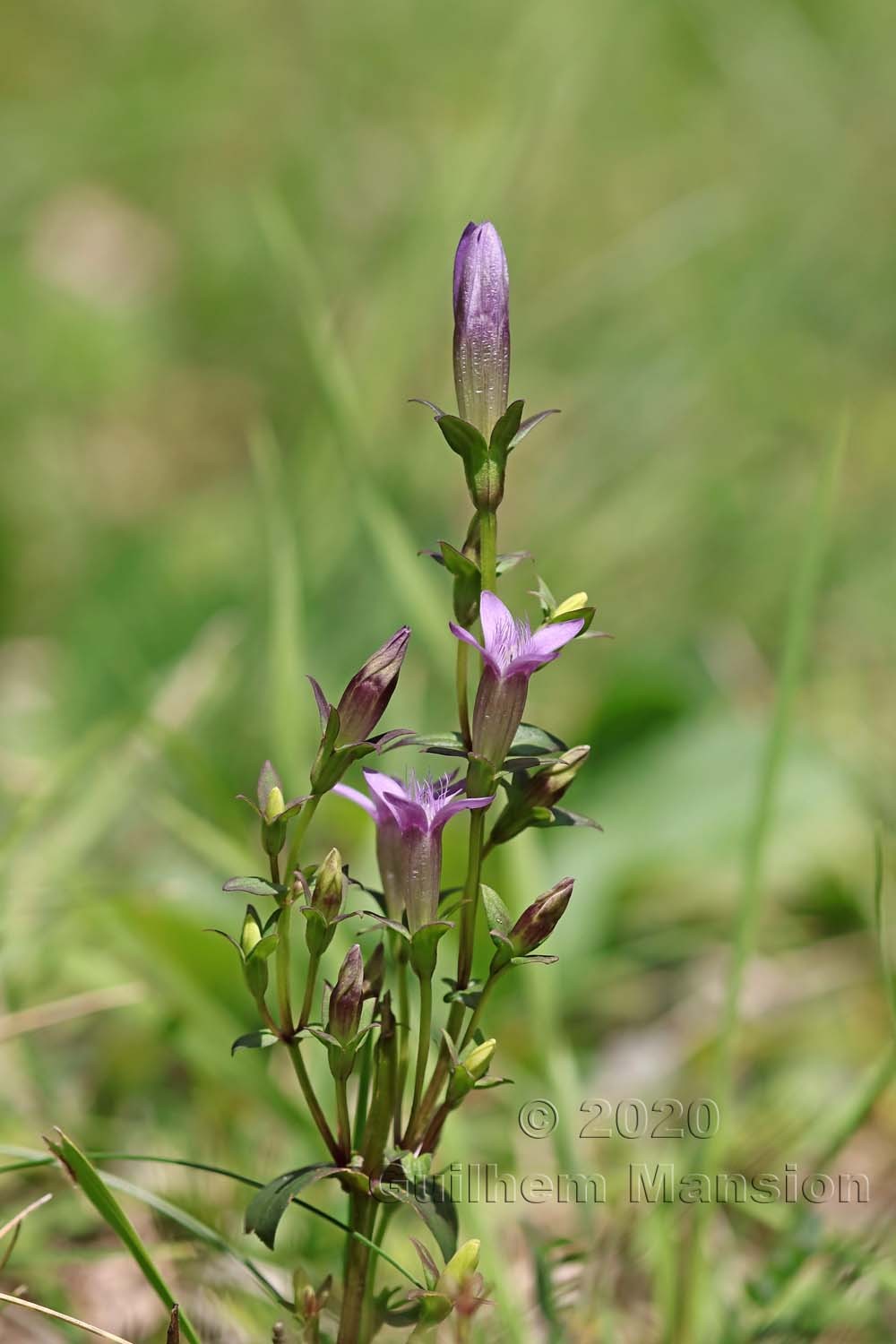 Gentianella germanica