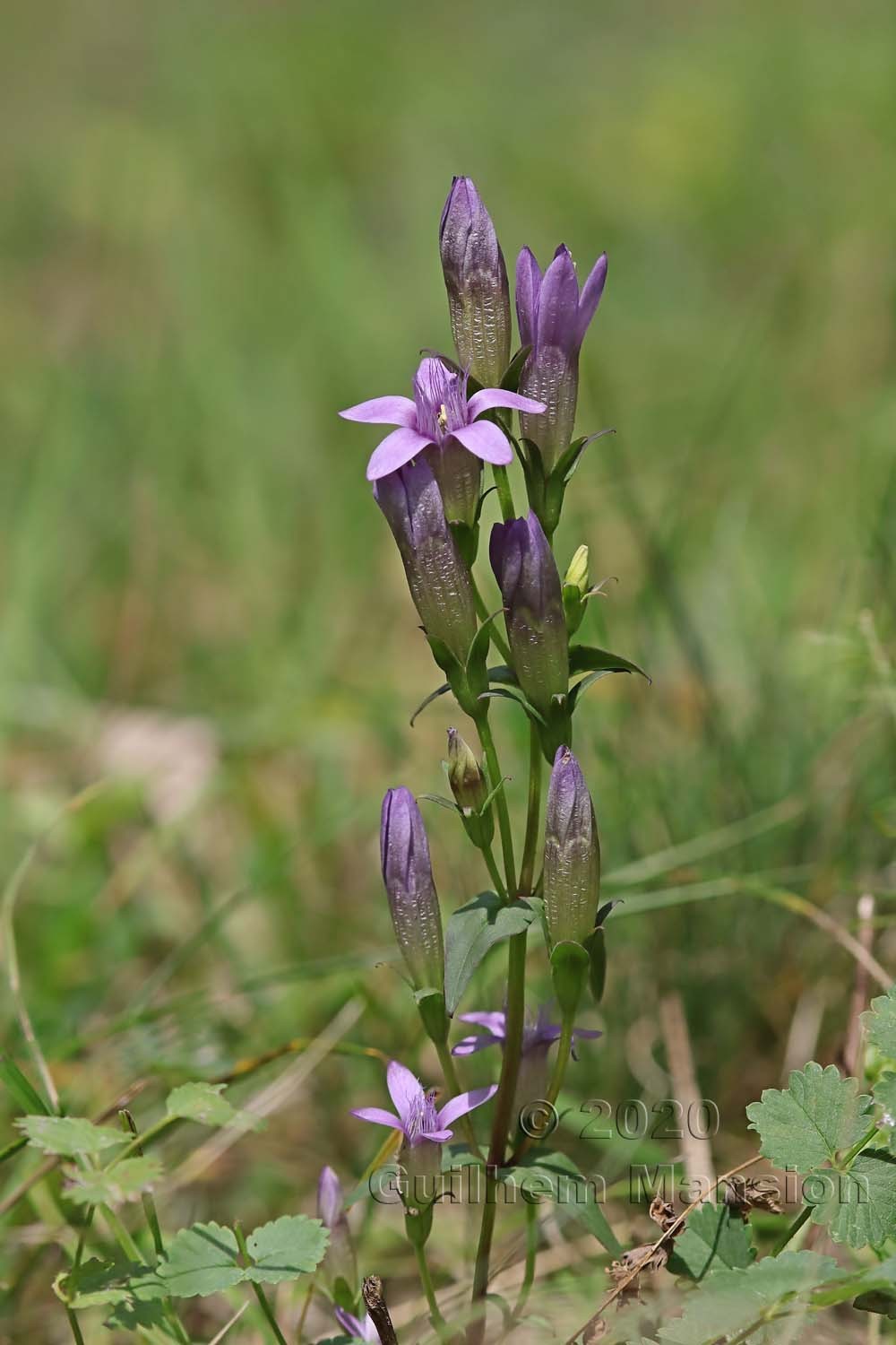 Gentianella germanica