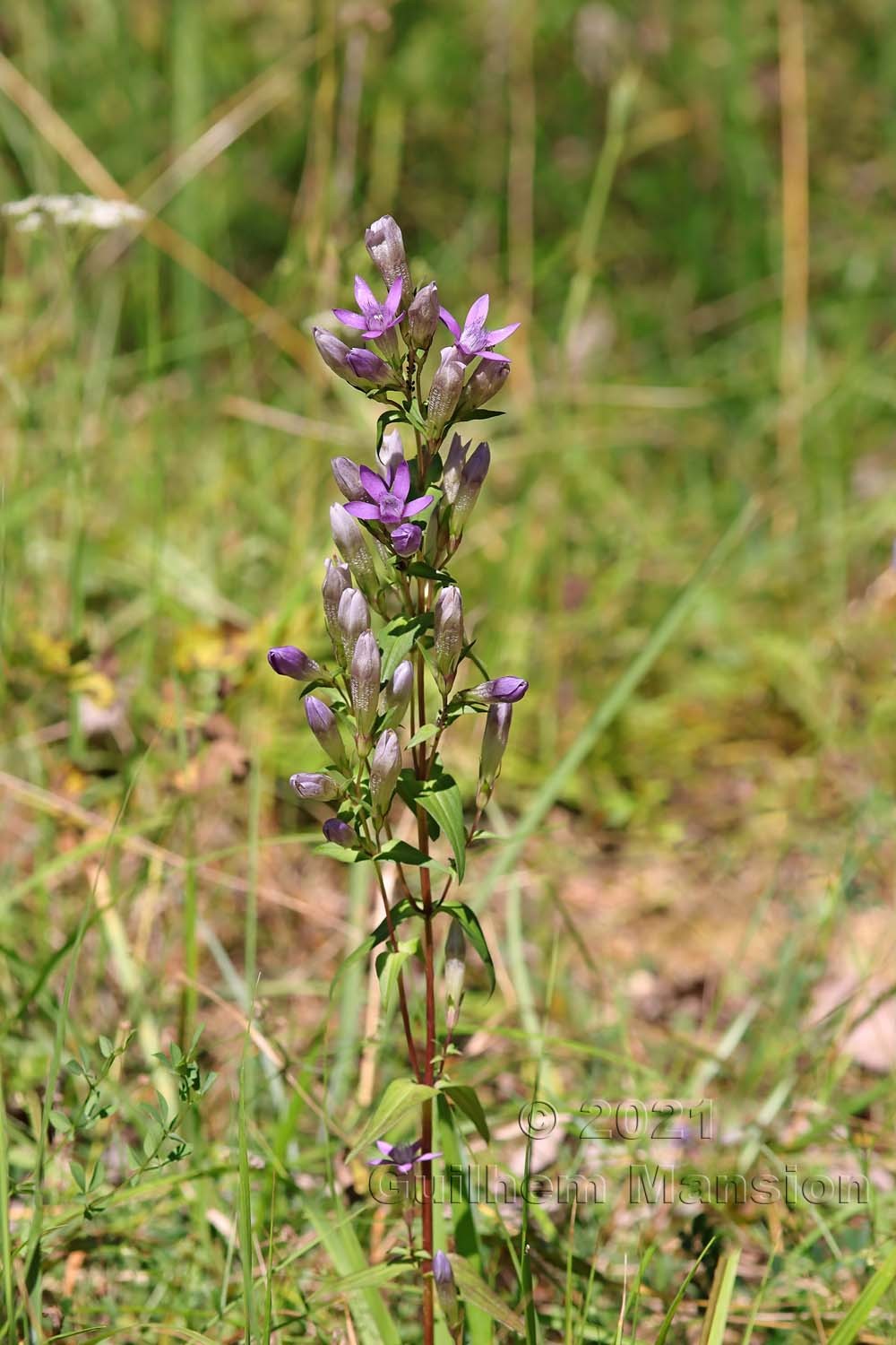 Gentianella germanica