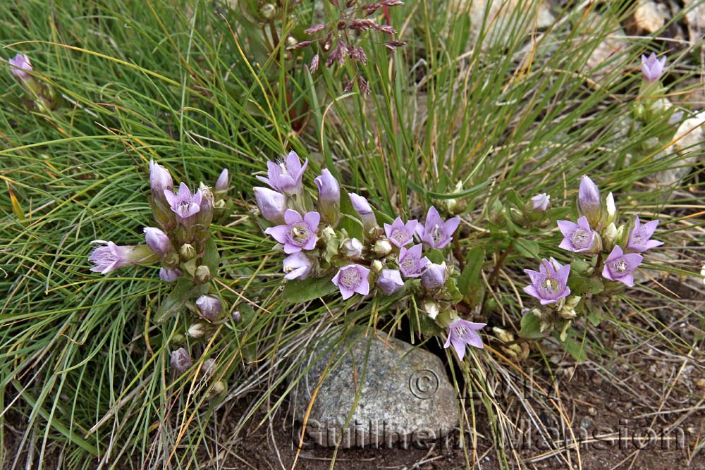 Gentianella ramosa