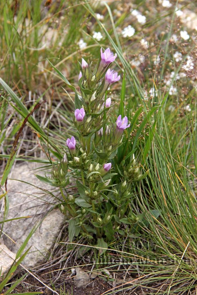 Gentianella ramosa