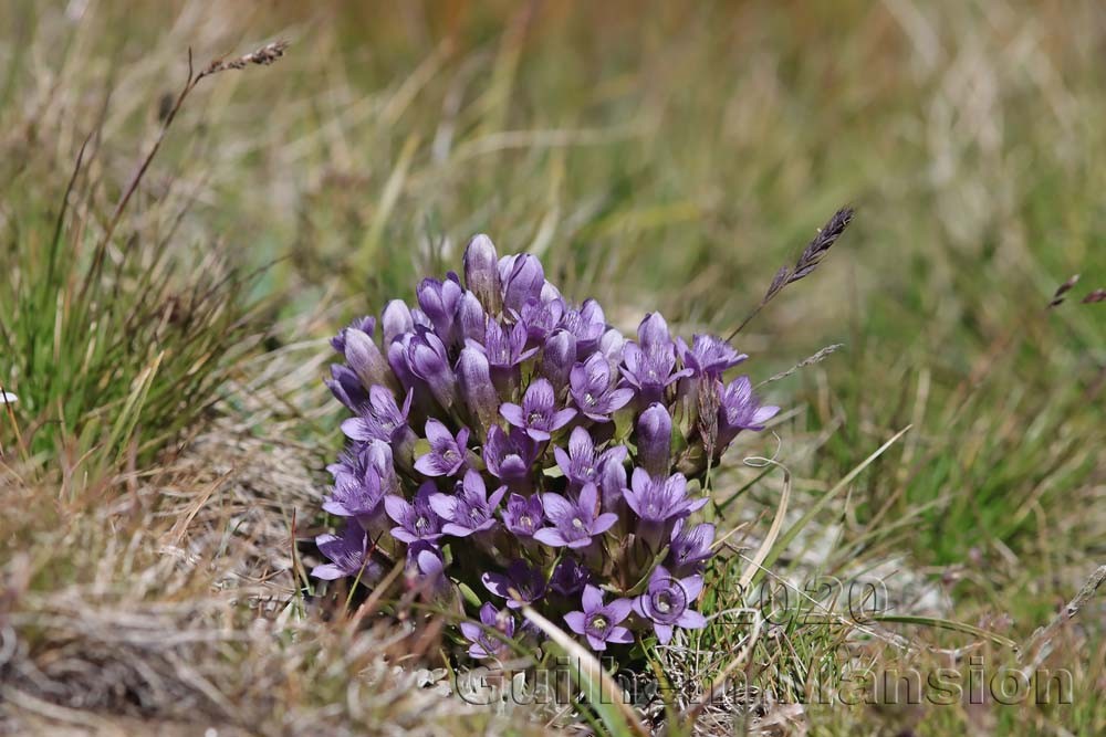 Gentianella ramosa