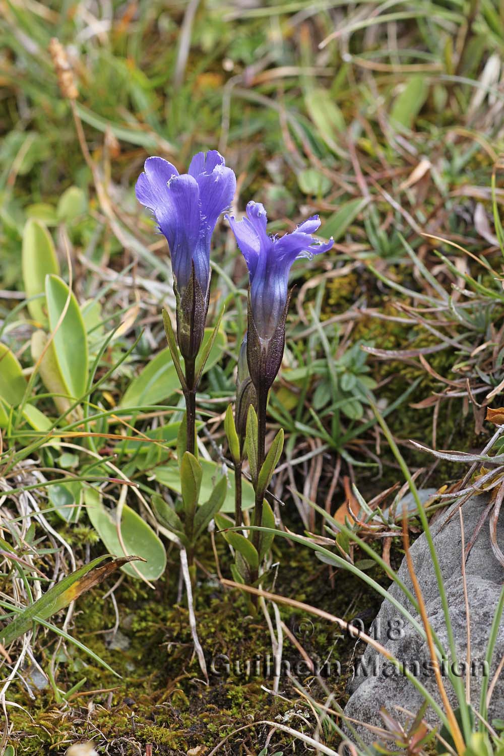 Gentianopsis ciliata