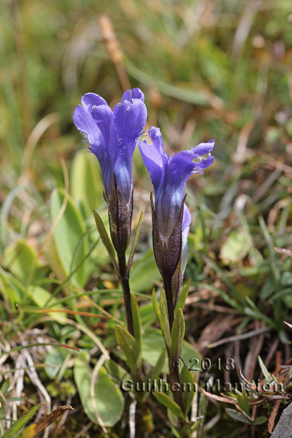 Gentianopsis ciliata