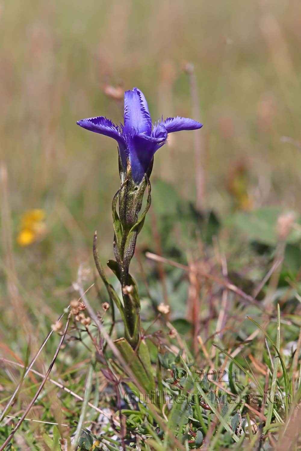 Gentianopsis ciliata