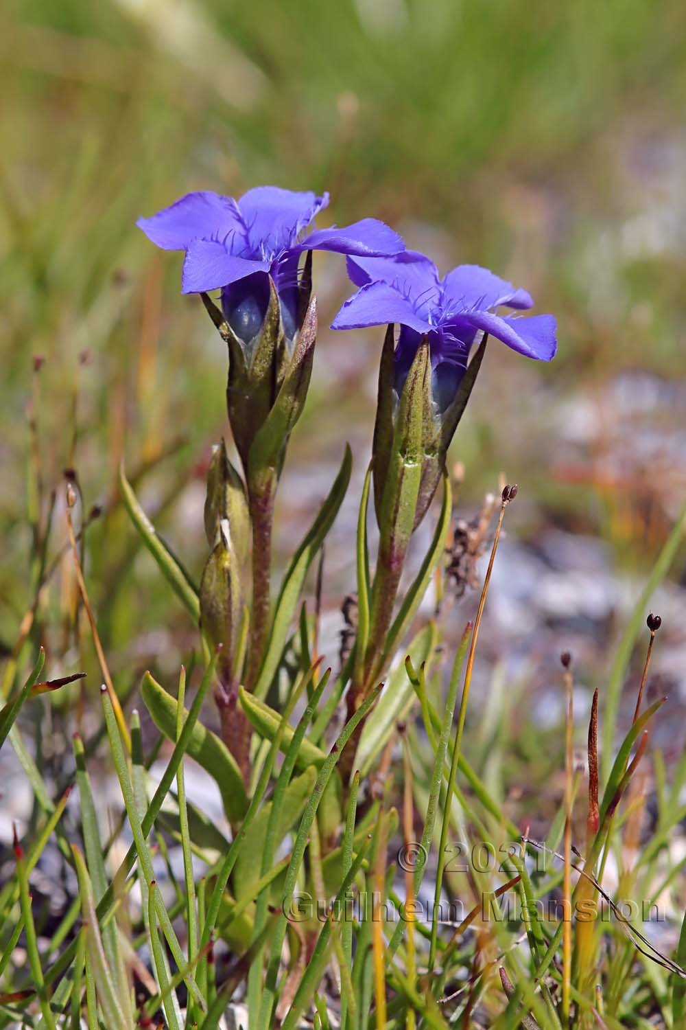 Gentianopsis ciliata