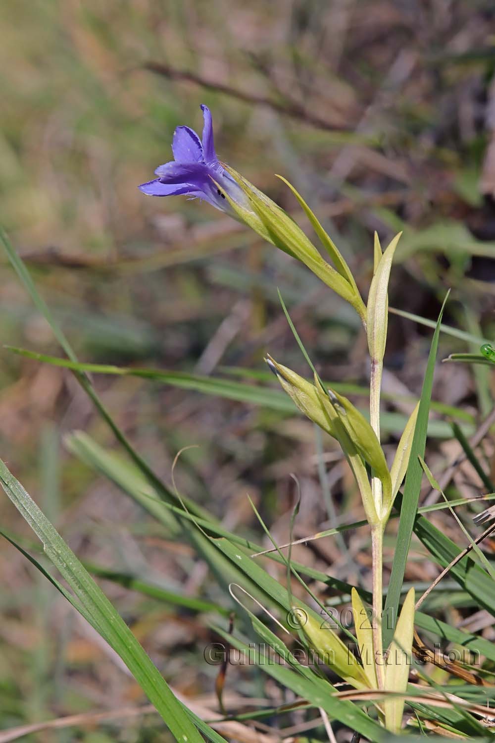 Gentianopsis ciliata