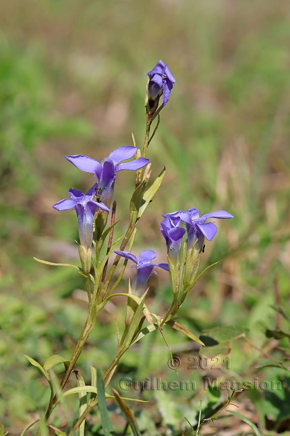 Gentianopsis ciliata