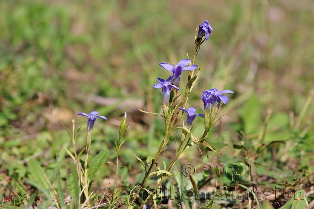 Gentianopsis ciliata