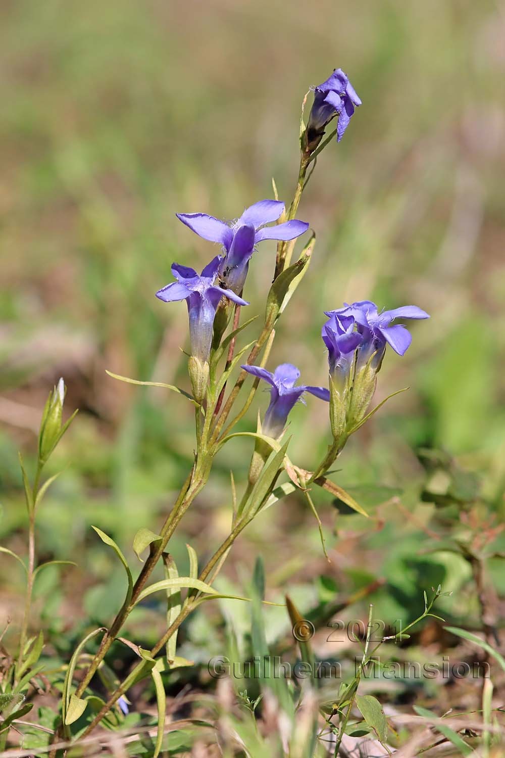 Gentianopsis ciliata