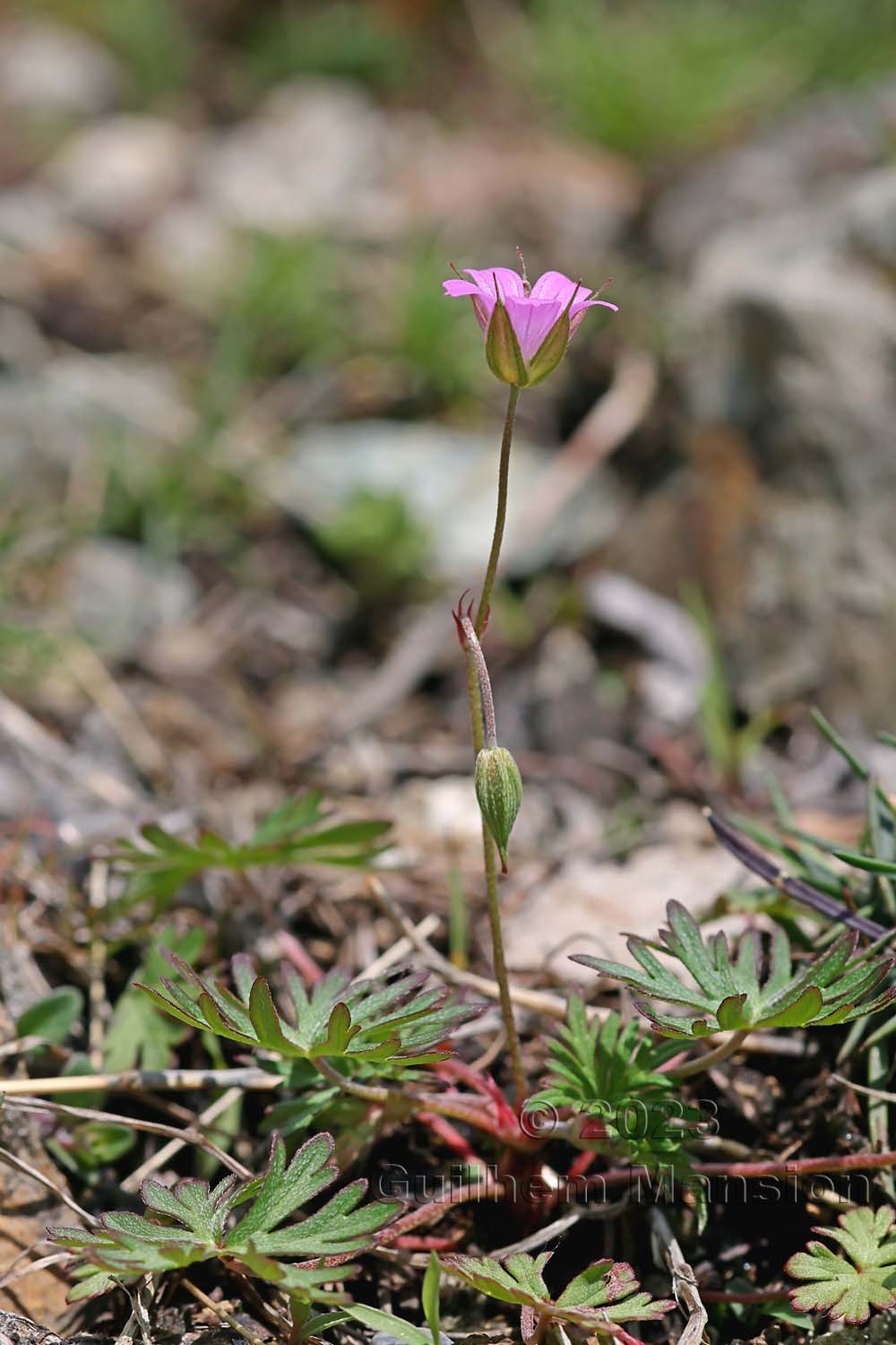 Geranium columbinum