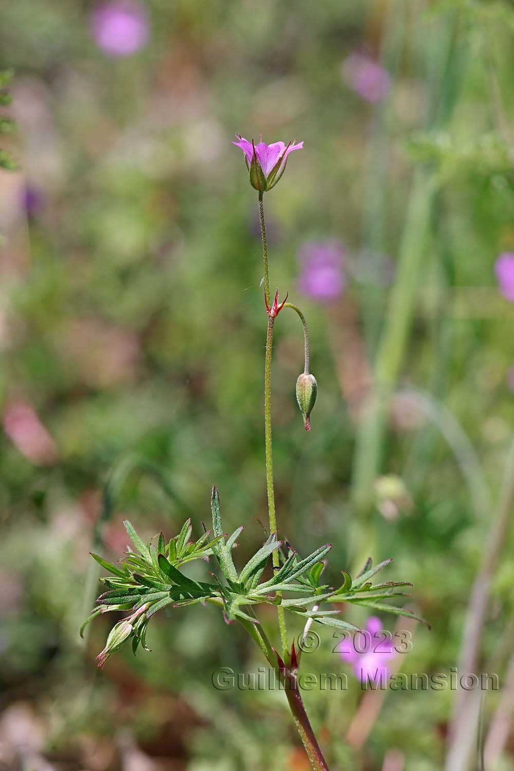 Geranium columbinum