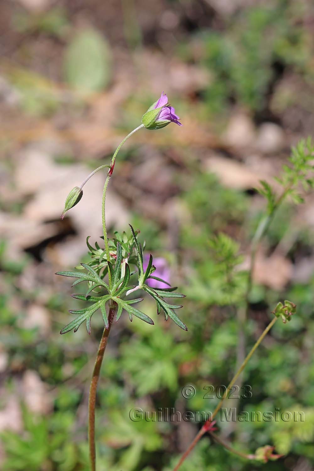 Geranium columbinum