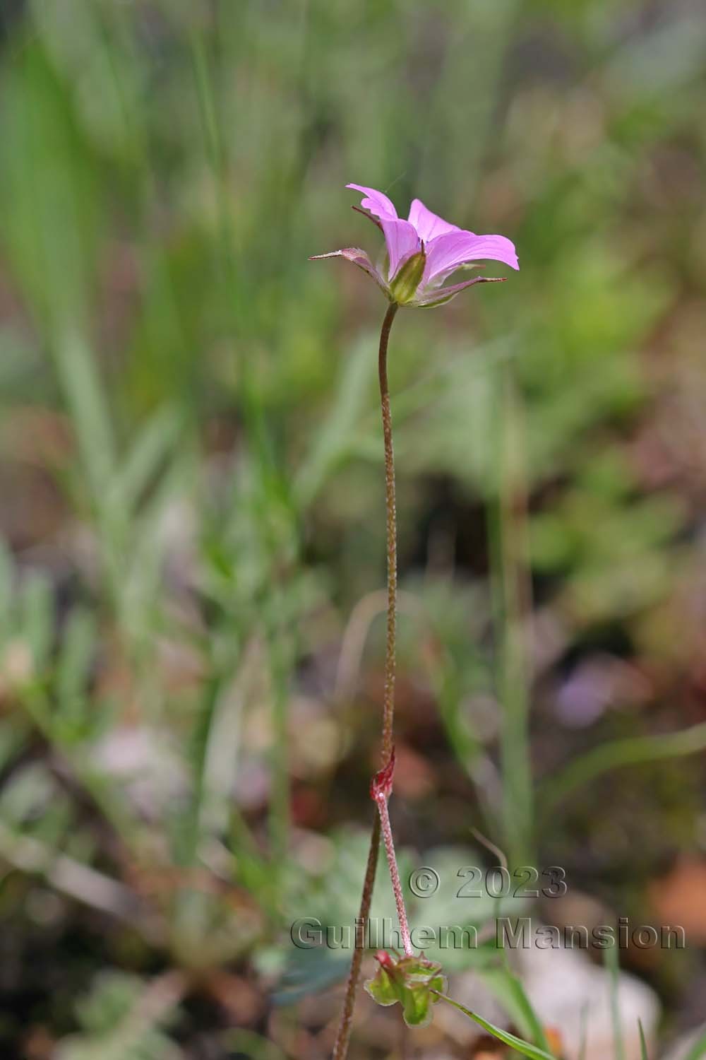 Geranium columbinum