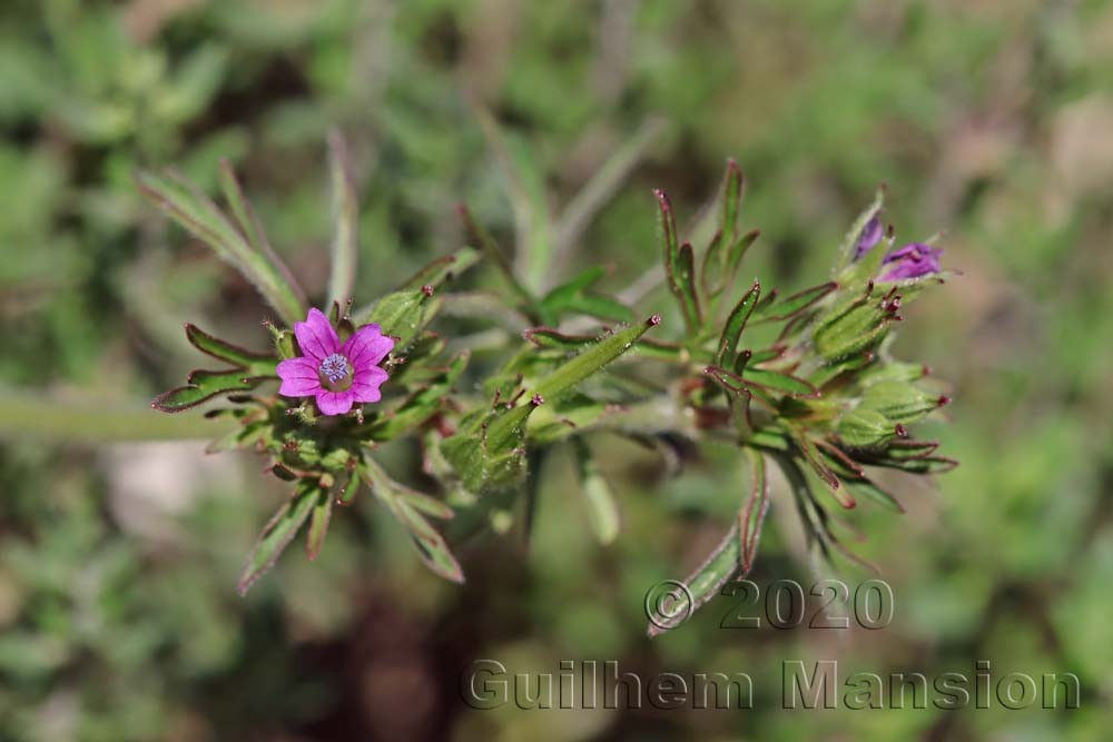 Geranium dissectum