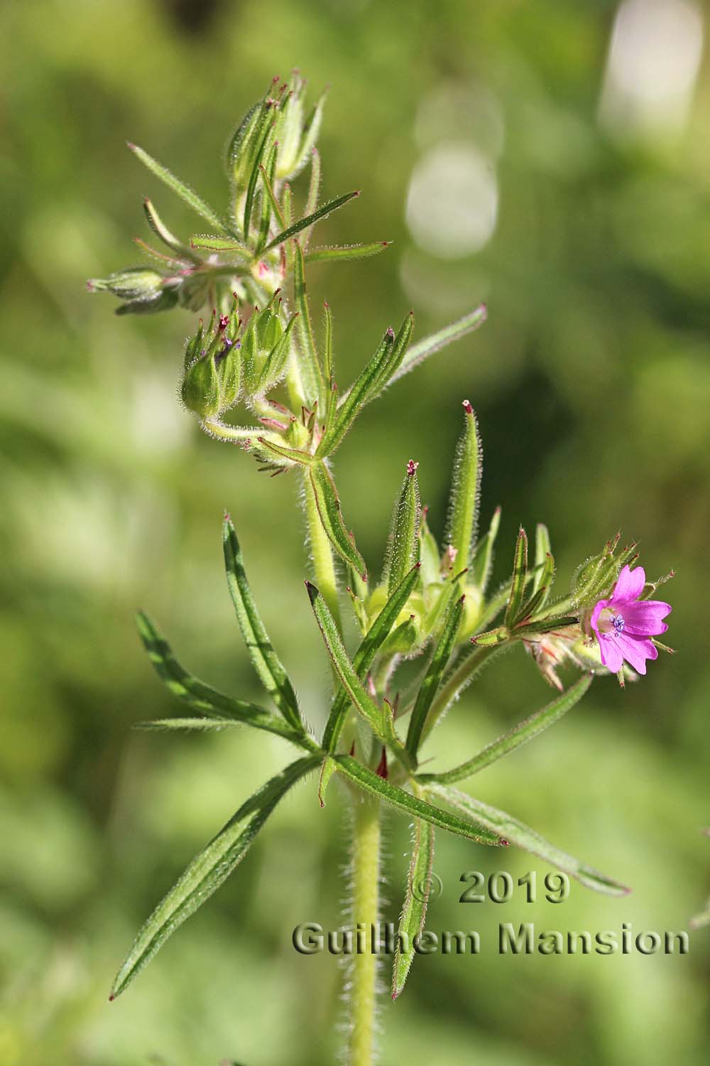 Geranium dissectum